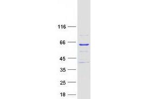 Meiosis 1 Associated Protein (M1AP) protein (Myc-DYKDDDDK Tag)