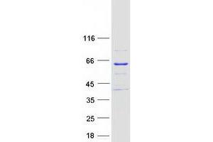 Validation with Western Blot (Meiosis 1 Associated Protein (M1AP) protein (Myc-DYKDDDDK Tag))