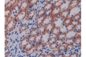 IHC-P analysis of Mouse Kidney Tissue, with DAB staining. (ATP1B1 Antikörper  (AA 53-304))