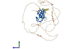 AlphaFold protein structure predicition of Mouse Recombinant Tbx15 Protein, UniprotID O70306