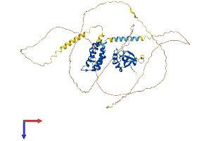 PSIP1 Protein (AA 1-530) (His tag)