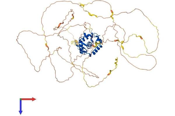FOXN1 Protein (AA 1-648) (His tag)