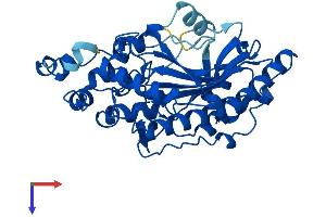 CKM Protein (AA 1-381) (His tag)
