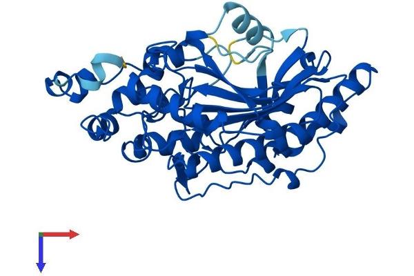 CKM Protein (AA 1-381) (His tag)