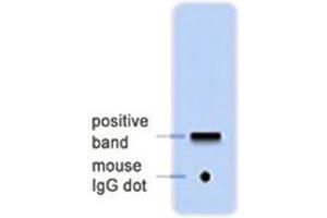Western Blotting (WB) image for anti-Green Fluorescent Protein (GFP) antibody (ABIN1107349)