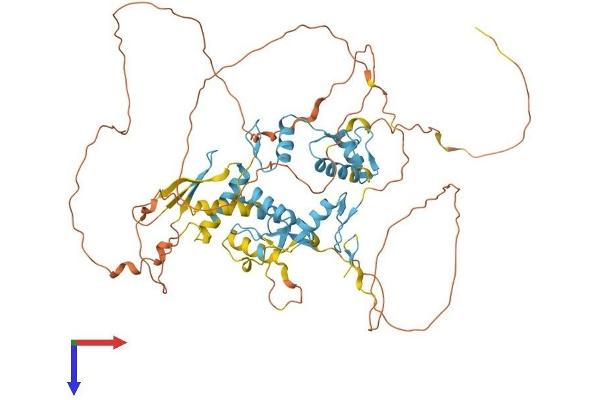ZNF276 Protein (AA 1-614) (His tag)