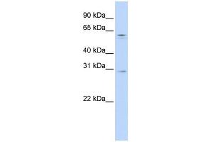 Rec8 antibody used at 1 ug/ml to detect target protein. (REC8 Antikörper)