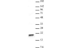 Histone H3 trimethyl Lys4 antibody tested by Western blot. (Histone 3 Antikörper  (H3K4me3))