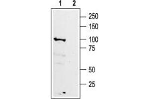 Western blot analysis of rat brain membranes: - 1. (GABBR1 Antikörper  (Extracellular))