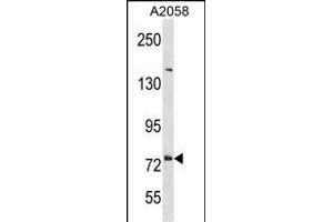 DNER Antibody (C-term) (ABIN1881267 and ABIN2838430) western blot analysis in  cell line lysates (35 μg/lane). (DNER Antikörper  (C-Term))