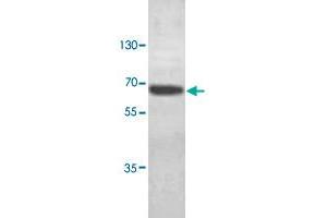 Western blot analysis of HeLa cell lysate with ABCE1 polyclonal antibody  at 1 : 1000 dilution. (ABCE1 Antikörper  (C-Term))