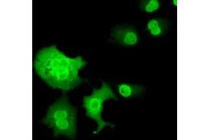 Immunofluorescence (IF) image for anti-Chromosome 16 Open Reading Frame 72 (C16orf72) antibody (ABIN1497020) (C16orf72 Antikörper)