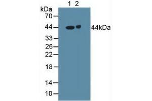 Figure. (GABRA2 Antikörper  (AA 42-250))