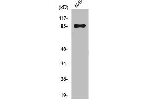 Western Blot analysis of A549 cells using PIPK I γ Polyclonal Antibody