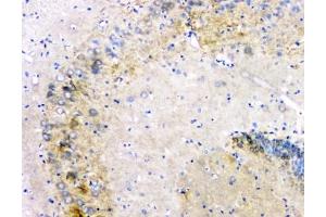 Flow Cytometry (FACS) image for anti-Amyloid beta (A4) Precursor Protein (APP) (C-Term) antibody (ABIN3029934)