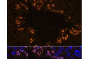 Immunofluorescence analysis of Mouse testis using ELSPBP1 Polyclonal Antibody at dilution of 1:100. (ELSPBP1 Antikörper)