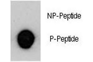 Dot Blot (DB) image for anti-Mucin 1 (MUC1) (pTyr1229) antibody (ABIN3031863)