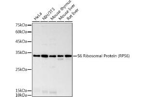 Western blot analysis of extracts of various cell lines, using S6 Ribosomal Protein (RPS6) antibody (ABIN7270026) at 1:1000 dilution. (RPS6 Antikörper)