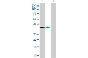 Western Blot analysis of STK16 expression in transfected 293T cell line by STK16 MaxPab polyclonal antibody. (STK16 Antikörper  (AA 1-305))