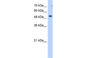 WB Suggested Anti-SULF2 Antibody Titration:  1. (SULF2 Antikörper  (C-Term))