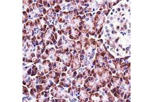 NLRP12 antibody immunohistochemistry analysis in formalin fixed and paraffin embedded human pancreas tissue. (NLRP12 Antikörper  (AA 183-212))