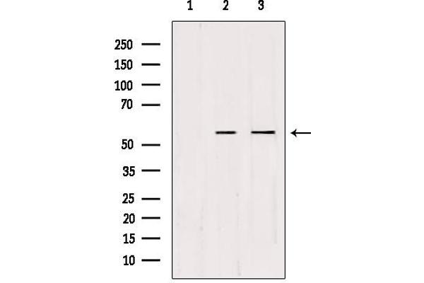 CDKL2 Antikörper  (Internal Region)