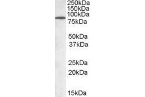 ABIN184941 staining (0. (TRIM3 Antikörper  (N-Term))