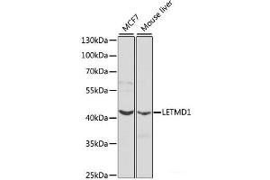Western blot analysis of extracts of various cell lines using LETMD1 Polyclonal Antibody at dilution of 1:1000. (LETMD1 Antikörper)