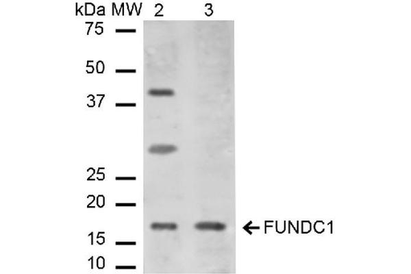 FUNDC1 Antikörper  (N-Term)