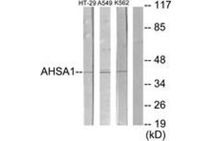 Western blot analysis of extracts from HT-29/A549/K562 cells, using AHSA1 Antibody. (AHSA1 Antikörper  (AA 161-210))