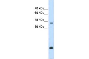 Western Blotting (WB) image for anti-Asporin (ASPN) antibody (ABIN2462591) (Asporin Antikörper)