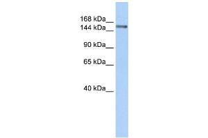Western Blotting (WB) image for anti-Symplekin (SYMPK) antibody (ABIN2458685) (Symplekin Antikörper)