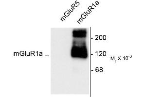 Western blots of 10 ug of HEK 293 cells expressing mGluR1a and mGluR5 showing the specific immunolabeling of the ~125k monomer and the ~250k dimer of mGluR1a. (Metabotropic Glutamate Receptor 1 Antikörper  (C-Term))