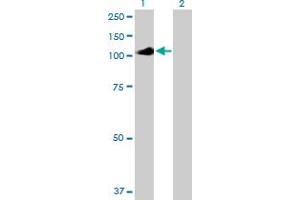 Western Blot analysis of IL12RB2 expression in transfected 293T cell line by IL12RB2 MaxPab polyclonal antibody.
