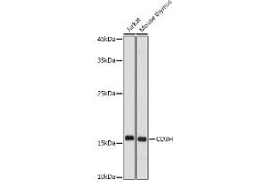 Western blot analysis of extracts of various cell lines, using CD3H antibody (ABIN3022812, ABIN3022813, ABIN3022814 and ABIN6219240) at 1:500 dilution.