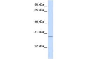 Western Blotting (WB) image for anti-Kruppel-Like Factor 9 (KLF9) antibody (ABIN2460204)