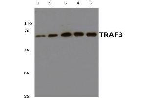Western blot analysis of TRAF3 antibody at 1/500 dilution. (TRAF3 Antikörper)