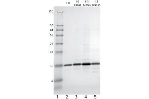 Western Blotting (WB) image for Histone 3 (H3) (H3K4me2) protein (ABIN2669498) (Histone 3 Protein (H3) (H3K4me2))