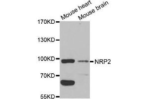 Western blot analysis of extracts of various cell lines, using NRP2 antibody.