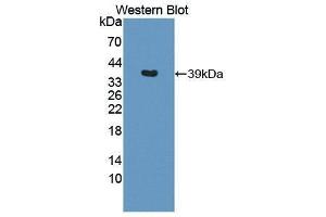Western Blotting (WB) image for anti-Interleukin 12 beta (IL12B) (AA 23-329) antibody (ABIN1868565) (IL12B Antikörper  (AA 23-329))