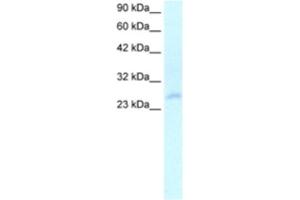 Western Blotting (WB) image for anti-Homeobox C4 (HOXC4) antibody (ABIN2460333) (HOXC4 Antikörper)