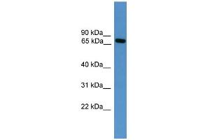 WB Suggested Anti-Masp2 Antibody Titration:  0. (MASP2 Antikörper  (Middle Region))
