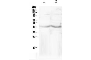 Western blot analysis of CHI3L1 using anti-CHI3L1 antibody . (CHI3L1 Antikörper  (AA 30-262))