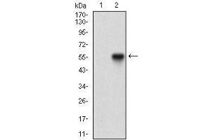 Western blot analysis using NBN mAb against HEK293 (1) and NBN (AA: 467-615)-hIgGFc transfected HEK293 (2) cell lysate. (Nibrin Antikörper  (AA 467-615))