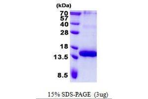 Figure annotation denotes ug of protein loaded and % gel used. (BCMA Protein)