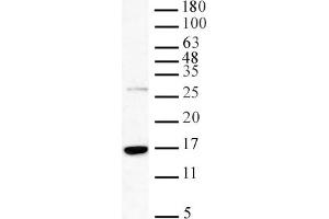 Western blot of Histone H3K36me3 pAb.