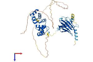 MCRS1 Protein (AA 1-462) (His tag)