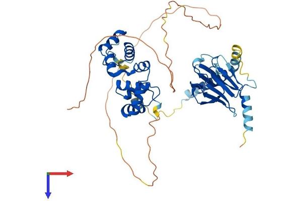 MCRS1 Protein (AA 1-462) (His tag)