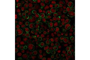 Paraformaldehyde-fixed Raji cells stained with CD45RA Mouse Monoclonal Antibody (111-1C5) followed by Goat anti-Mouse IgG-CF488 (Green).