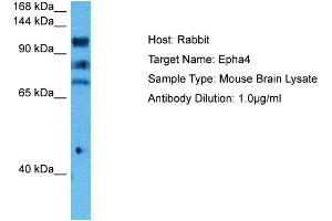 Host: Mouse Target Name: EPHA4 Sample Tissue: Mouse Brain Antibody Dilution: 1ug/ml (EPH Receptor A4 Antikörper  (C-Term))